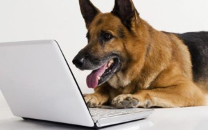 perro-con-ordenador